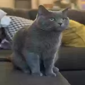lost male cat louie abreu